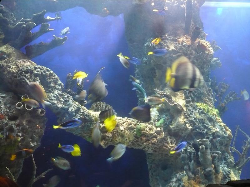 P1020333.JPG - We had dinner at the Rainforest Cafe.