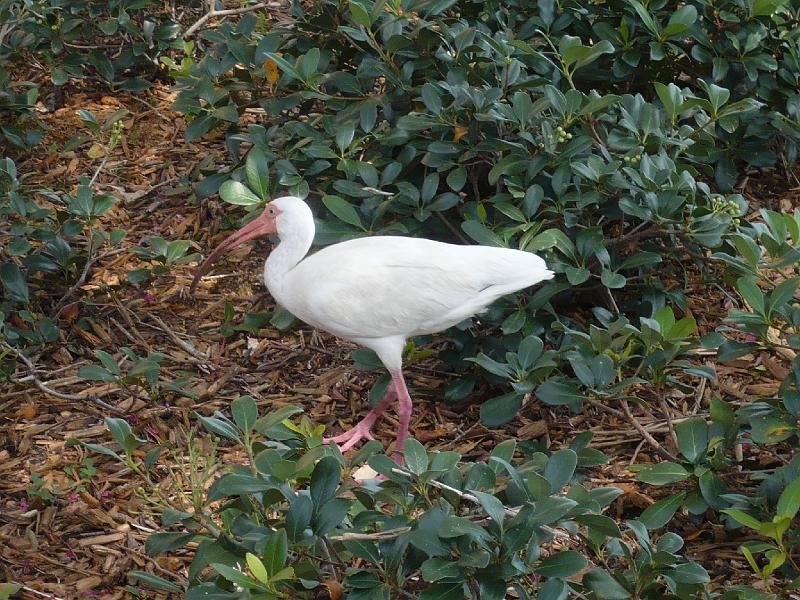 P1010199.JPG - EPCOT- things to see and do!