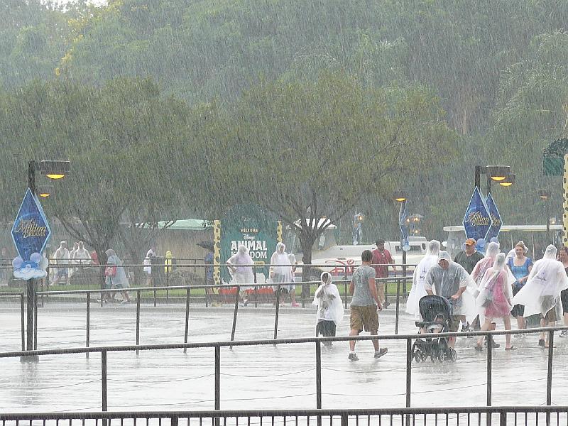 P1020132.JPG - Animal Kingdom- it rained and rained this afternoon.
