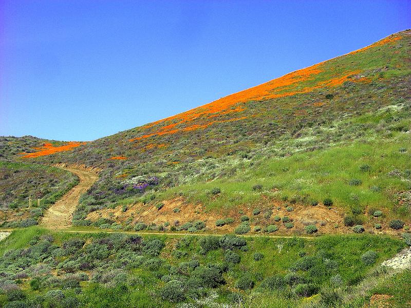 IMGP4735.JPG - Bike riding around Diamond Valley Lake- poppies