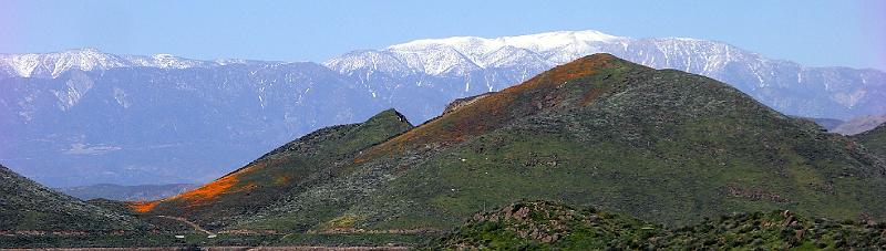 IMGP4752pan.JPG - Bike riding around Diamond Valley Lake - poppies and the San Gorgonio Mountains