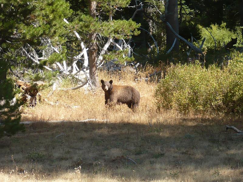 P1010764.JPG - I stopped to take a picture of a meadow and discovered I was being watched by 2 bears (second bear in upper right).  I didn't know the second bear was there until I got home and checked out the photo.