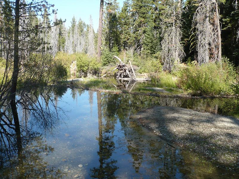 P1010772.JPG - A beaver dam.