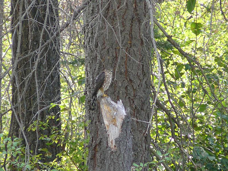 P1020401.JPG - I disturbed this hawk as I reached the creek.