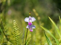 DSC08761 : David von der Mehden