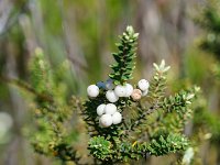 DSC08773 : David von der Mehden