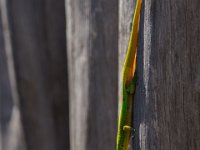 DSC08852 : David von der Mehden