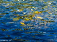 DSC08855 : David von der Mehden