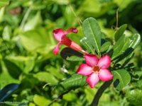 DSC08871 : David von der Mehden