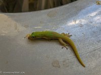 IMG 1536 : David von der Mehden