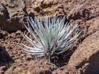 DSC08700 : David von der Mehden