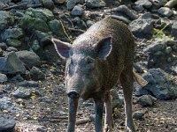 DSC08571 : David von der Mehden