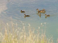 DS600025 : David von der Mehden