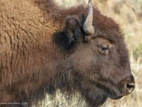 DS609958 : David von der Mehden