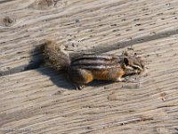 DSC06514 : David von der Mehden