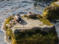 DSC03271 : David von der Mehden