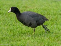 DS601486 : David von der Mehden