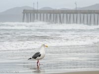 DS601504 : David von der Mehden