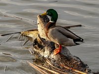 DS601591 : David von der Mehden