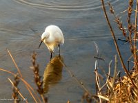 DS601631 : David von der Mehden
