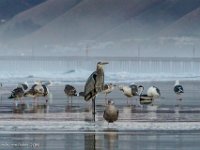 DS601692 : David von der Mehden