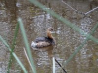 DS601811 : David von der Mehden