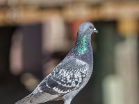 DSC00104 : David von der Mehden