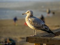 DSC00193 : David von der Mehden