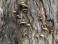 IMG 1896 : David von der Mehden