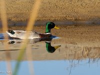 DS601868 : David von der Mehden