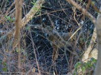 DS601922 : David von der Mehden