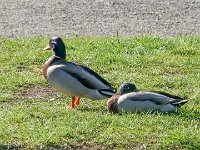 DS601927 : David von der Mehden