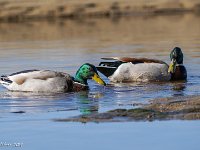 DS601938 : David von der Mehden