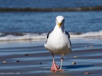 DS601953 : David von der Mehden