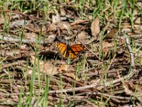 DS601987 : David von der Mehden