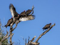 DS602029 : David von der Mehden