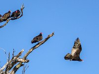 DS602062 : David von der Mehden