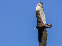 DS602095 : David von der Mehden