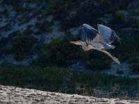 DS602259 : David von der Mehden