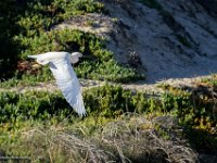 DS602326 : David von der Mehden