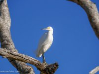 DS602333 : David von der Mehden