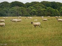 DSC05768 : David von der Mehden