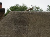 DSC05780 : David von der Mehden