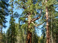 DS603443 : David von der Mehden