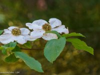 DSC03644 : David von der Mehden