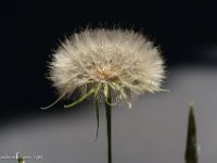 DSC03874 : David von der Mehden