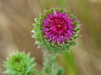 DSC04084 : David von der Mehden