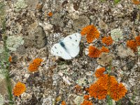 DSC04112 : David von der Mehden