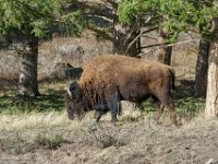 DS602366 : David von der Mehden