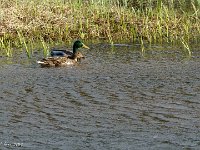 DS602380 : David von der Mehden
